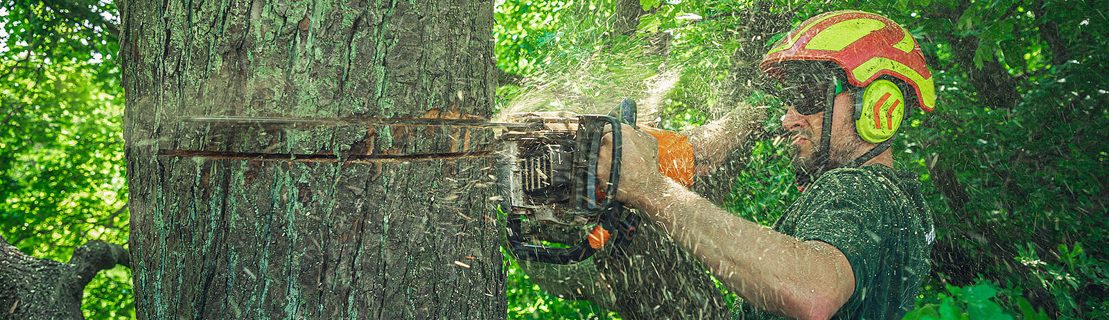 Ein Mann schneidet in Augenhöhe mit einer Motorsäge einen Keil in einen Baum