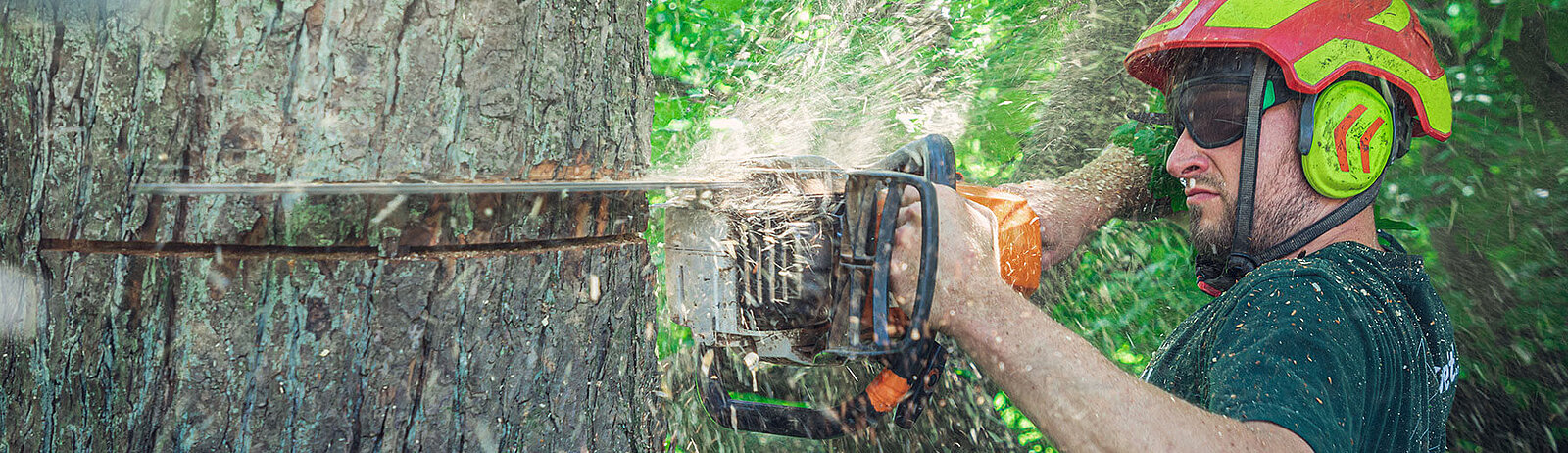 Ein Mann schneidet in Augenhöhe mit einer Motorsäge einen Keil in einen Baum